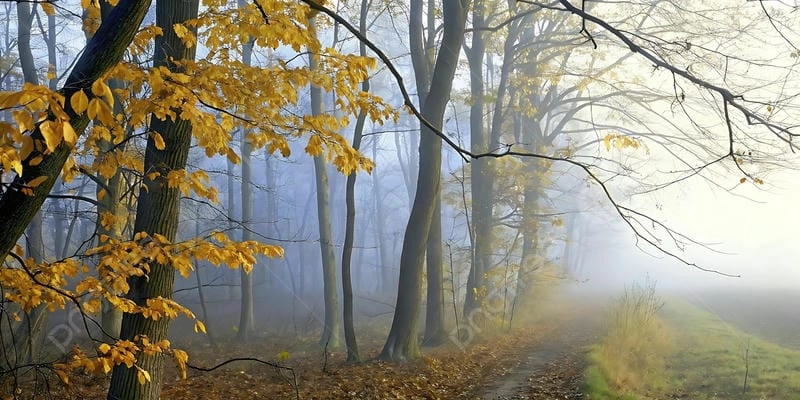 Thung lũng mờ ảo trong làn sương mù lá vàng