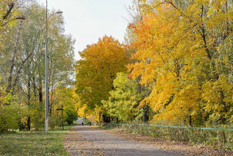 Sương mù lá vàng buổi sớm mai huyền ảo