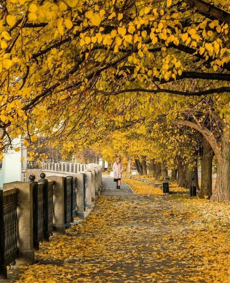 Moscow thơ mộng với sắc lá vàng rực rỡ