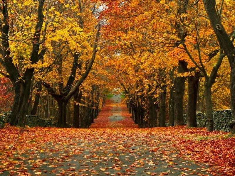 Đường mòn lá vàng trải dài lãng mạn