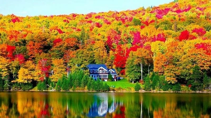 Ảnh lá vàng New England đẹp rực rỡ và thơ mộng