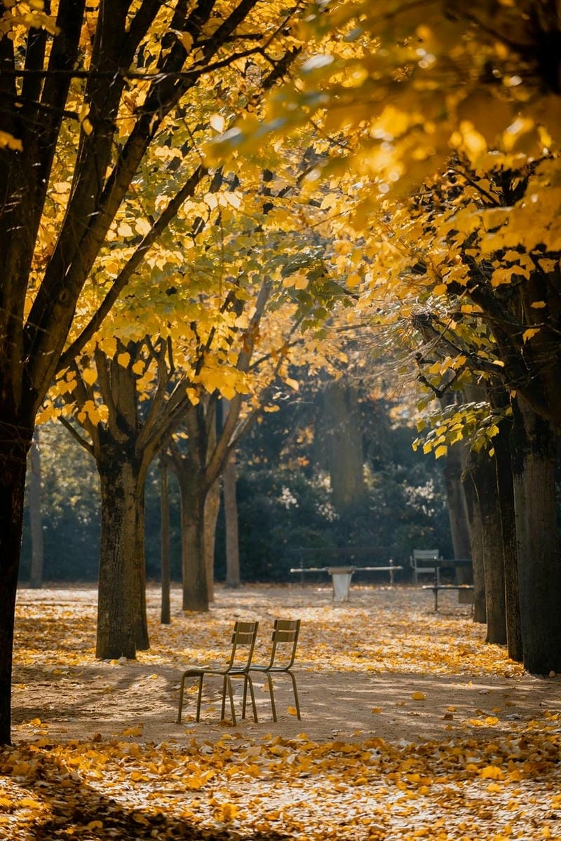 Ảnh lá vàng Paris đẹp rực rỡ và lãng mạn