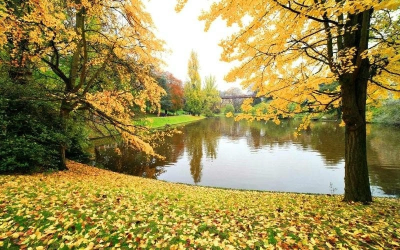 Paris thơ mộng với sắc lá vàng rực rỡ