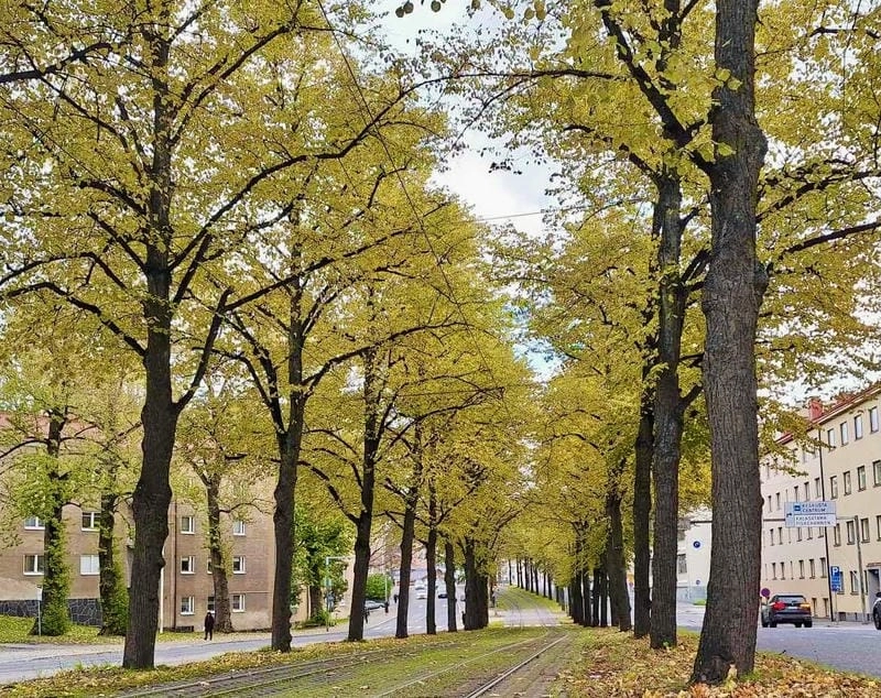 Ảnh lá vàng Stockholm đẹp như tranh vẽ