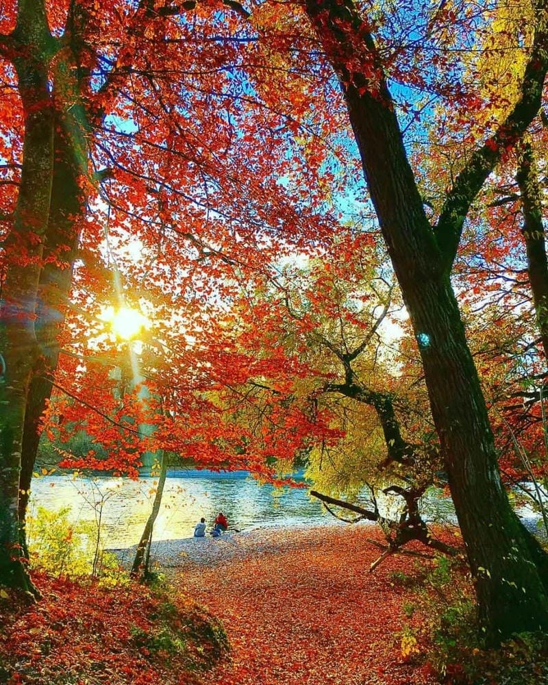 Bình minh lá vàng ở Thụy Sĩ đẹp đến nao lòng