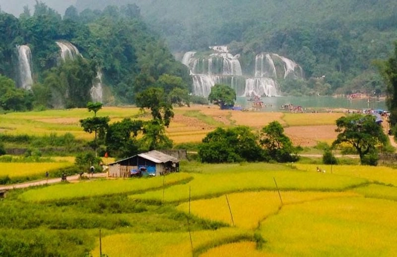 Đẹp dịu dàng bóng nước hồ Ba Bể lúa chín