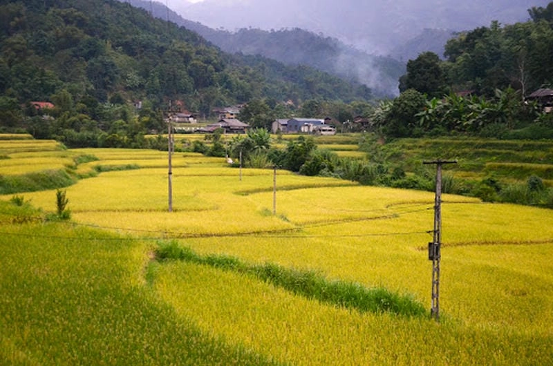 Xanh vàng mát mắt là ruộng lúa Bắc Kạn