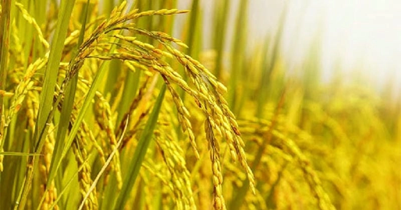 Ảnh lúa chín Bắc Ninh đẹp mắt đầy sức sống