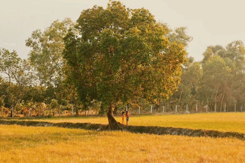 Lúa vàng Bắc Ninh làm say đắm lòng người