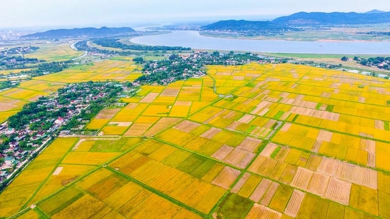 Mùa thu lúa chín Bắc Ninh rực rỡ sắc vàng óng