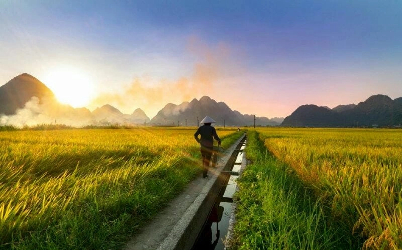 Bình minh lúa chín Bắc Ninh thơ mộng bình yên