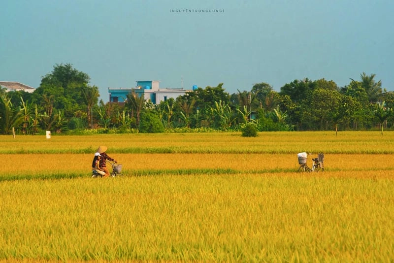 Ruộng lúa Bắc Ninh trải dài nhuộm vàng mùa thu