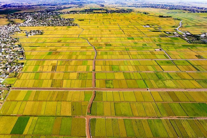 Làng quê Bắc Ninh thơ mộng với lúa chín vàng