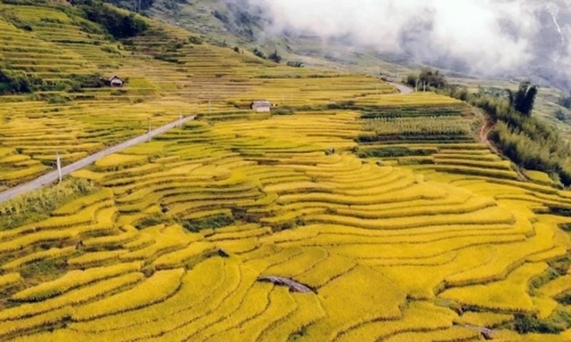 Sắc vàng ngút ngàn lúa vàng Điện Biên