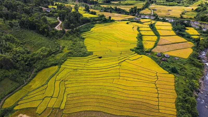 Trải dài mênh mông ruộng lúa Điện Biên