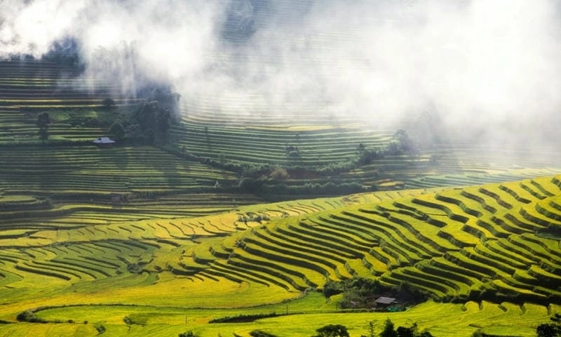 Mờ ảo dịu nhẹ sương mù lúa chín