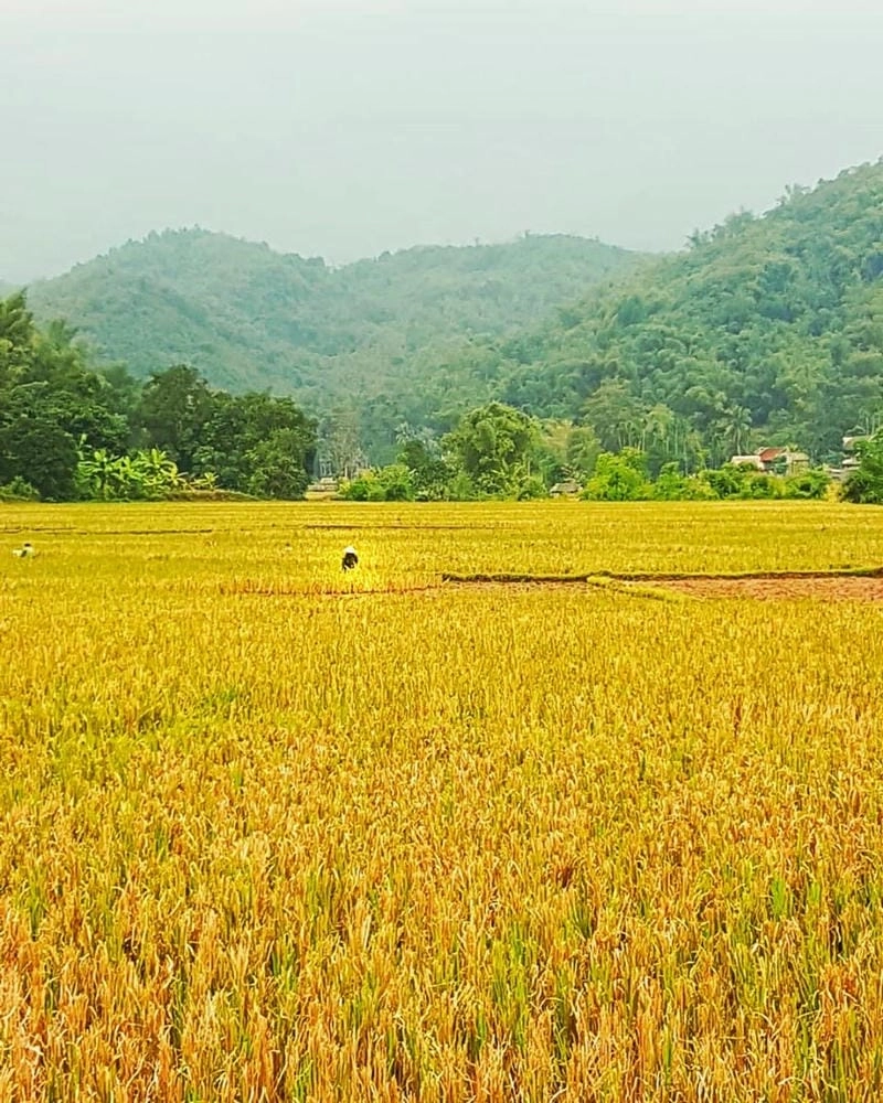 Lúa vàng Mai Châu trải dài như tấm thảm óng ánh đẹp mê