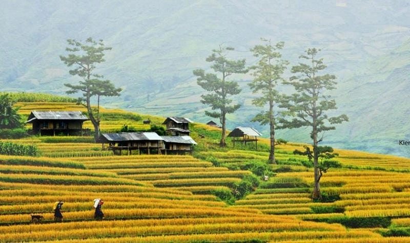 Bản làng lúa chín Mai Châu mang đậm nét văn hóa vùng cao