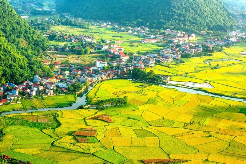 Ảnh lúa chín Sơn La rực vàng giữa nắng thu ấm áp