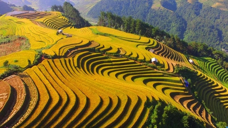 Lúa vàng Sơn La trải dài mời gọi du khách đến