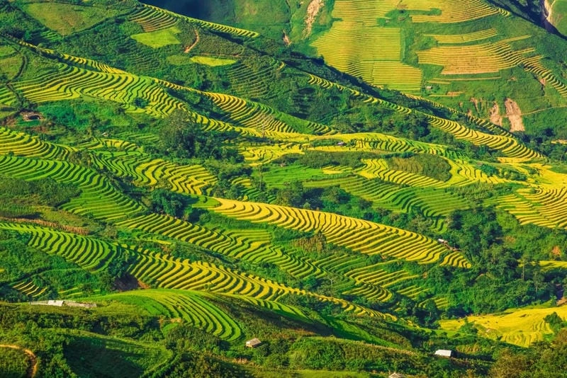 Mùa thu Sơn La dịu dàng với ruộng lúa vàng óng