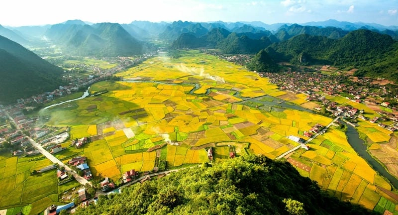 Ruộng bậc thang Sơn La lúa chín trải dài bát ngát