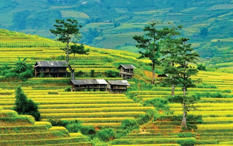 Sơn La thơ mộng trong sắc vàng của mùa lúa chín