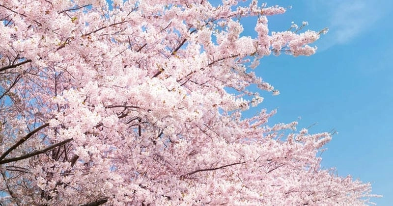 Vẻ đẹp nên thơ của mùa xuân hoa anh đào Anh khiến lòng người xao xuyến