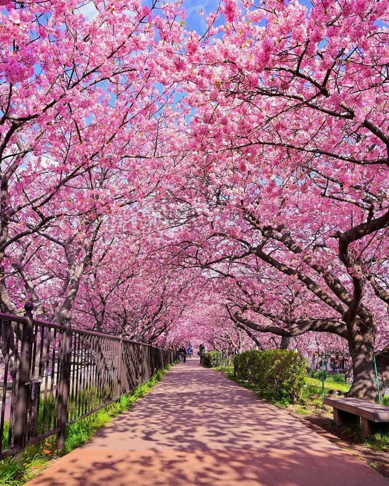 Công viên Kew Gardens mùa hoa anh đào đẹp ngỡ ngàng