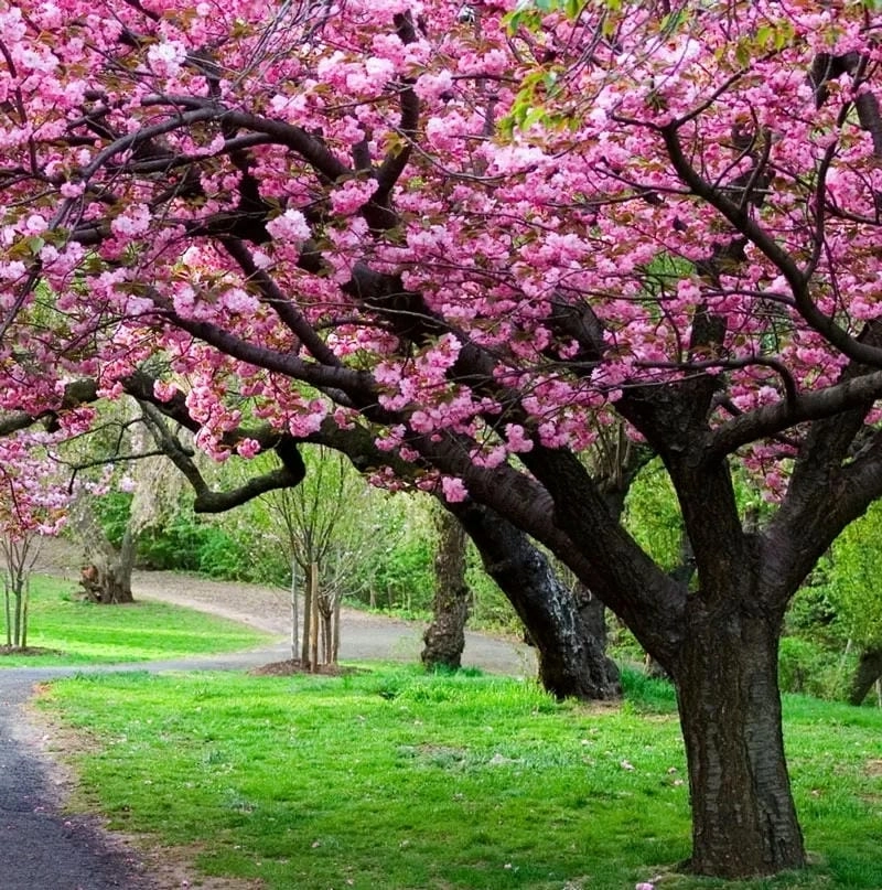 Hoa anh đào nở rộ khắp nơi trên đất Anh