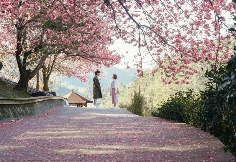 Đường hoa anh đào trải dài lãng mạn