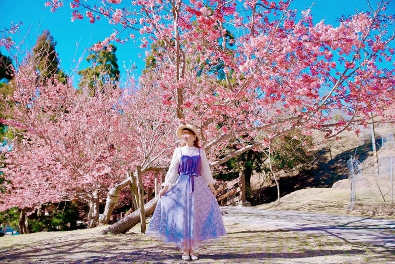 Trải nghiệm đáng nhớ cùng mùa hoa anh đào Đài Loan là kỉ niệm khó quên