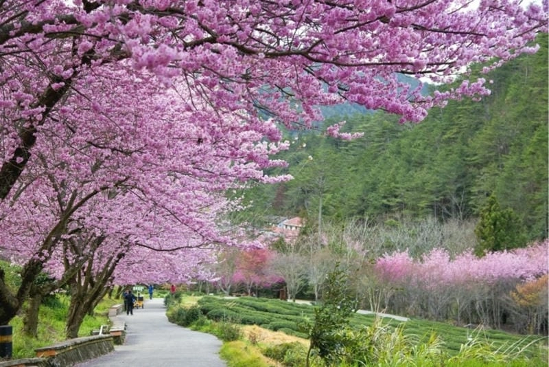 Công viên Yangmingshan mùa hoa anh đào đẹp ngỡ ngàng