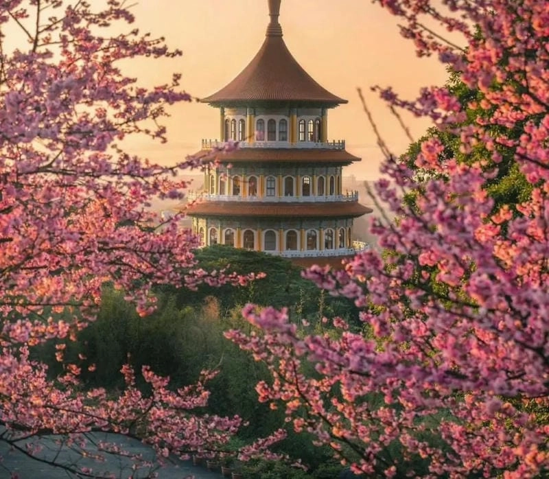 Hoàng hôn Đài Loan lãng mạn bên những cánh hoa anh đào