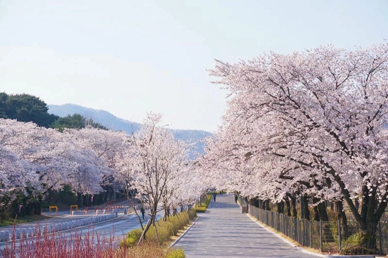 Đường hoa anh đào trải dài lãng mạn