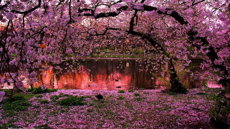 Hoàng hôn Kyoto đẹp dịu dàng với hoa anh đào