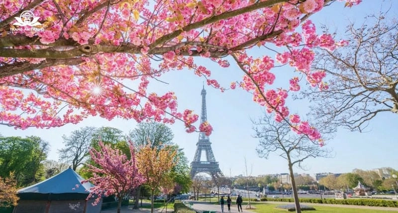 Mùa xuân hoa anh đào Pháp đẹp nên thơ