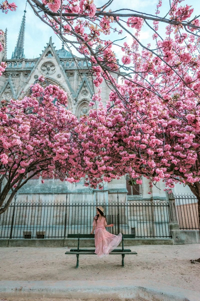 Những điểm ngắm hoa anh đào Pháp lãng mạn