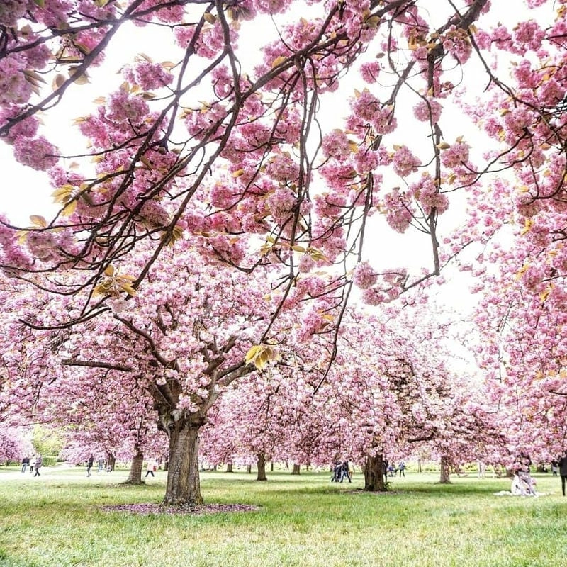 Mùa xuân Paris ngập tràn sắc anh đào