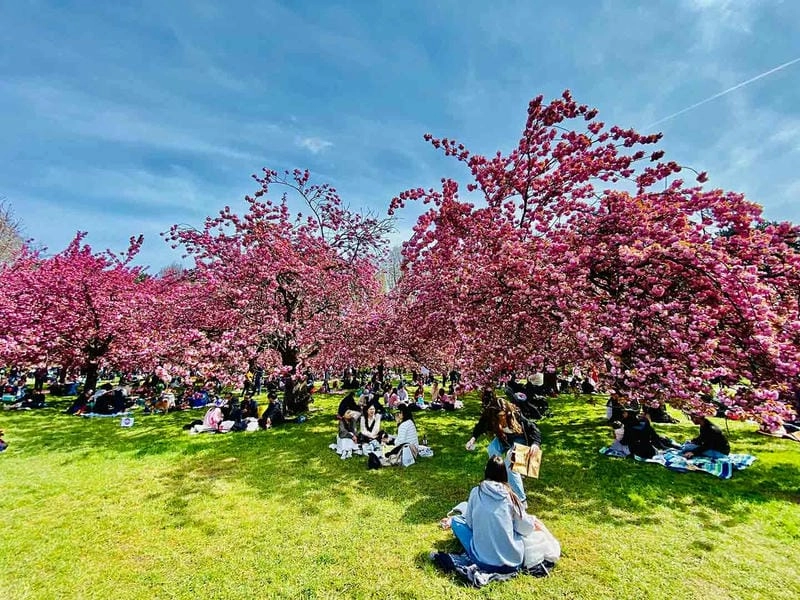 Bình minh hoa anh đào Paris đẹp nao lòng