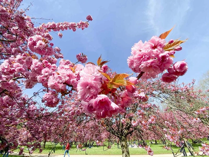Hoàng hôn Paris lãng mạn mùa hoa anh đào