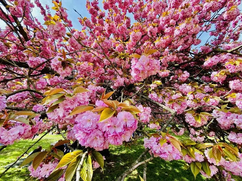 Sương mù hoa anh đào ở Pháp huyền ảo