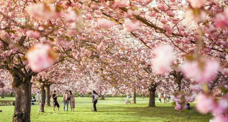 Hoa anh đào nở rộ khắp nước Pháp