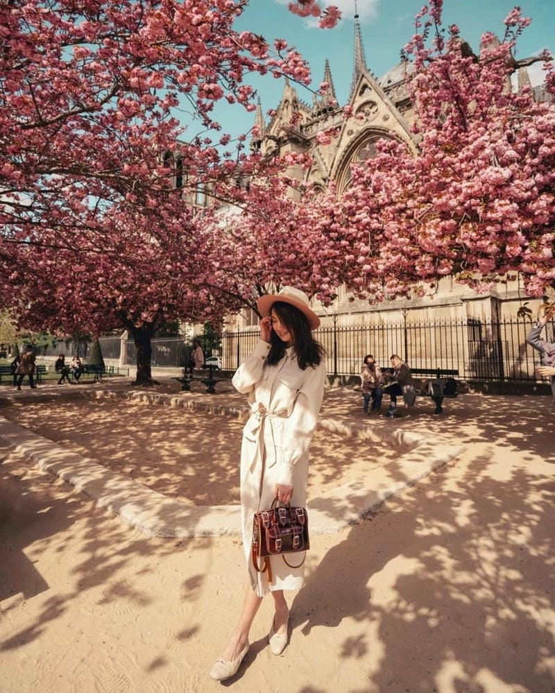 Pháp thơ mộng với sắc hoa anh đào