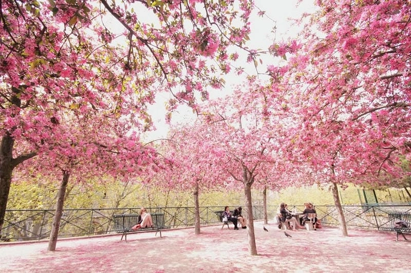 Ảnh hoa anh đào Tây Ban Nha đẹp rực rỡ và lãng mạn