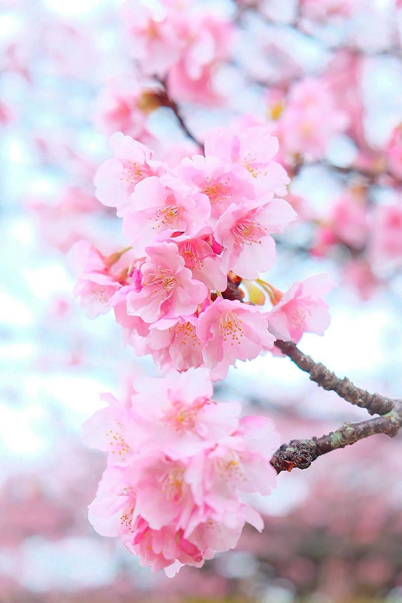 Những địa điểm ngắm mùa hoa anh đào Tây Ban Nha làm say lòng người