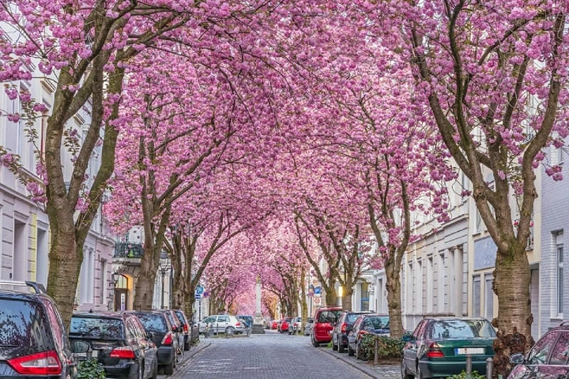 Hoa anh đào nở rộ khắp nơi trên đất Tây Ban Nha