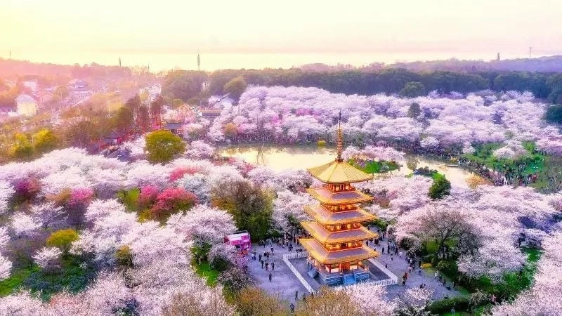 Vẻ đẹp nên thơ của mùa xuân hoa anh đào Trung Quốc khiến lòng người xao xuyến