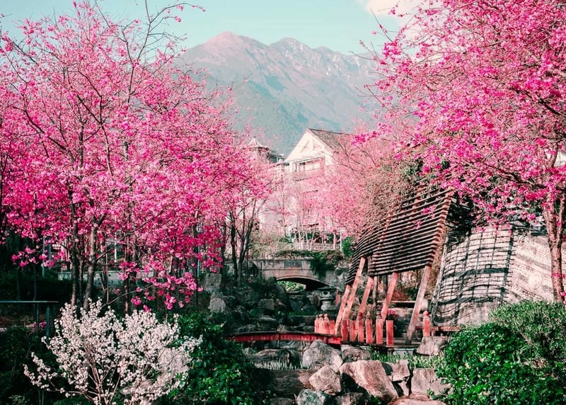 Những địa điểm ngắm mùa hoa anh đào Trung Quốc làm say lòng người