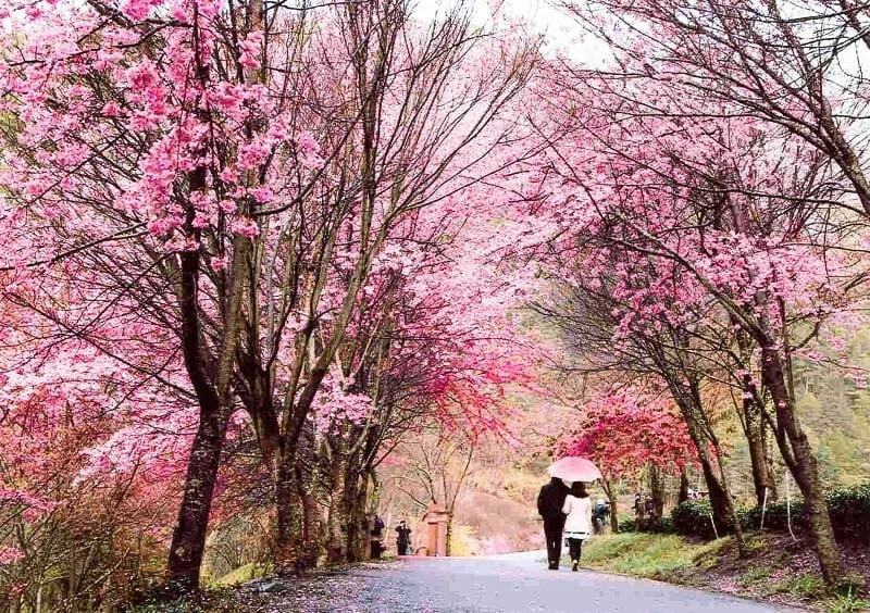 Trải nghiệm đáng nhớ cùng mùa hoa anh đào Trung Quốc là kỉ niệm khó quên
